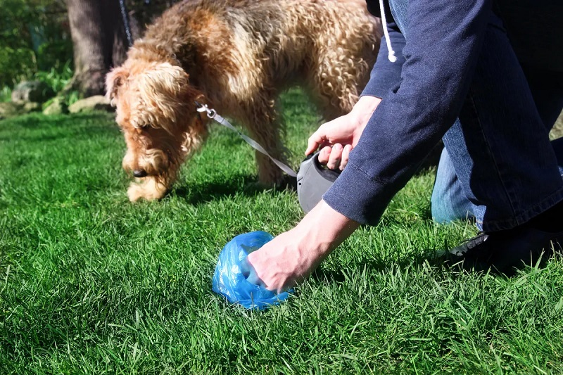 How to Dissolve Dog Poop in Your Yard